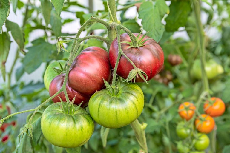 Black Krim