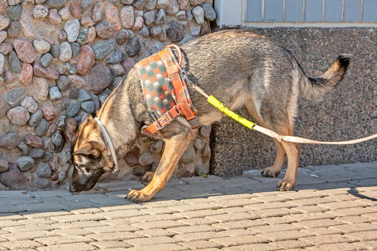 Sokean koiran koulutuksessa on otettava huomioon myös esteistä kertovat sanat, kuten esimerkiksi seis-käsky.