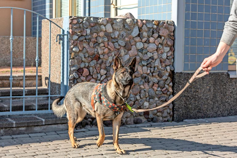 Steffi on Sarin mukaan toisia koiria kohtaan utelias ja lempeä. – Se on aivan ihana persoona!