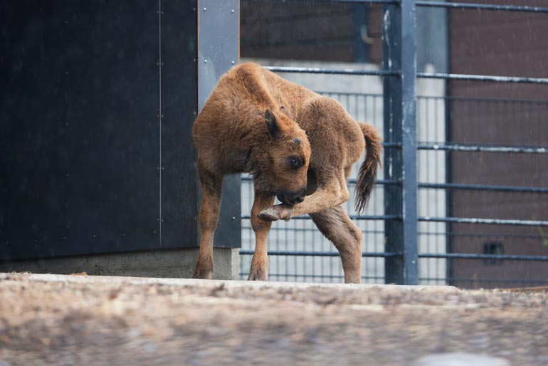 Visentit eli euroopanbiisonit ovat amerikanbiisonien sukulaisia. Laji oli kuollut sukupuuttoon luonnosta, mutta eläintarhojen avulla kanta on saatu elpymään.