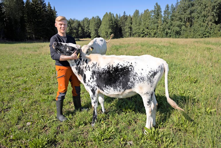 Aki Samuli rakastaa lehmiä. Tango-hieho (kuvassa) ja Täysikuu-sonni ovat Akin ja hänen koulukavereidensa yhteisesti omistamia. – Minulla on tosi kivat luokkakaverit, Aki kehuu Keudan Saaren kartanon fiilistä.