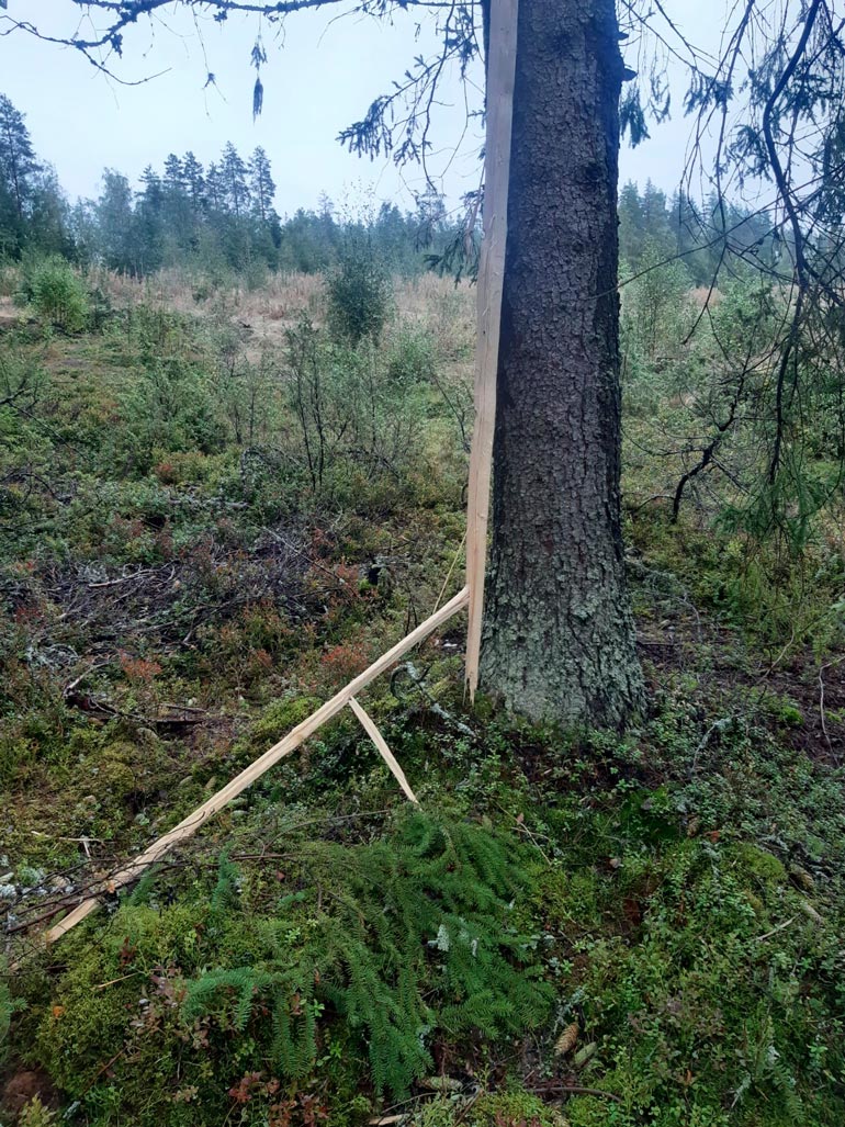 Miika istui puun alla syömässä eväitä, kun salama iski. Puusta irtosi kappaleita.