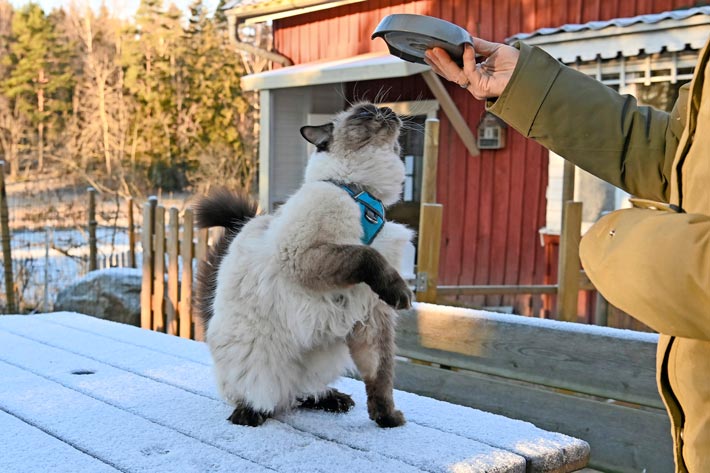 – Pessi on niin innokas oppimaan. Vaikka ei ole edes sen vuoro, se on temppuja harjoittelemassa koiran rinnalla, Tuula nauraa.