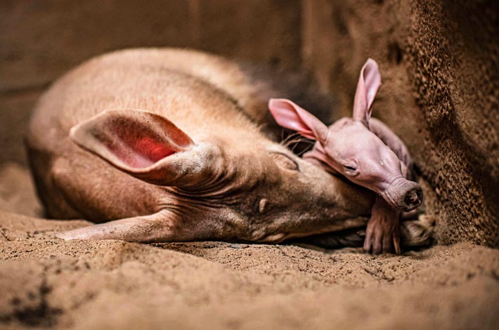 Päivät Dobby viettää imettävän Oni-äitinsä kainalossa.