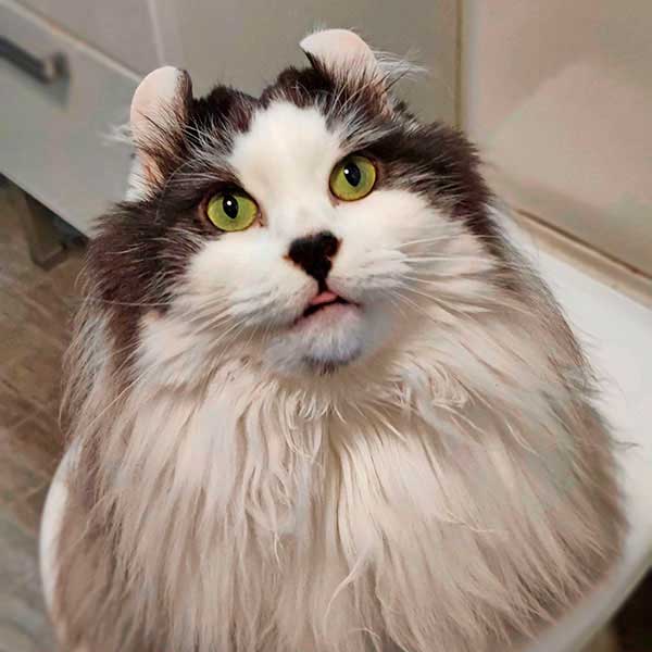 Mikko