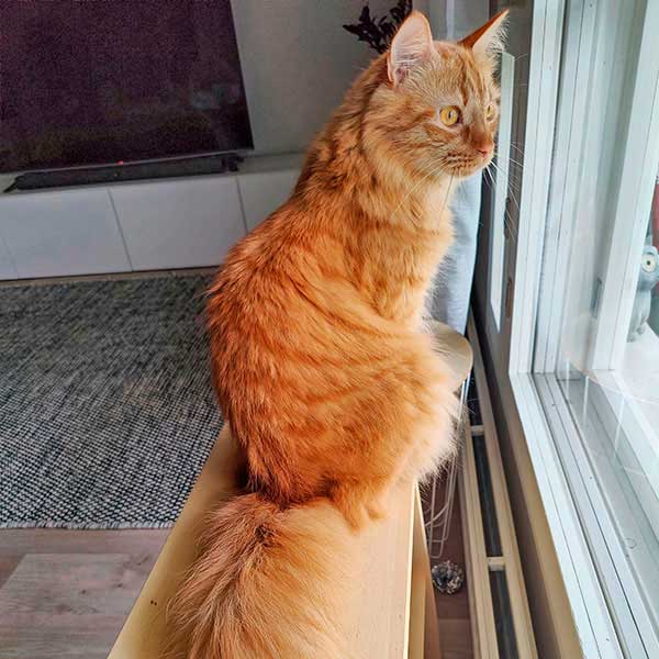 Sirius