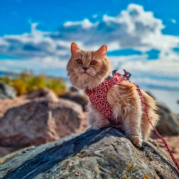 Elvis