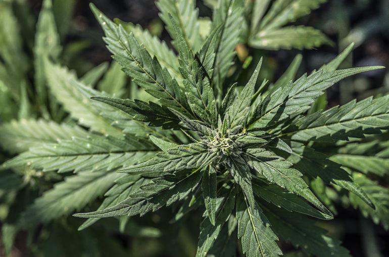Kannabis uhkasi loppua Nevadassa