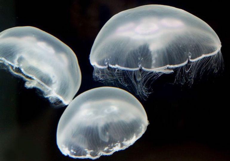 Söisitkö meduusoita?