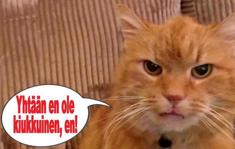 kissa, hauskat kuvat