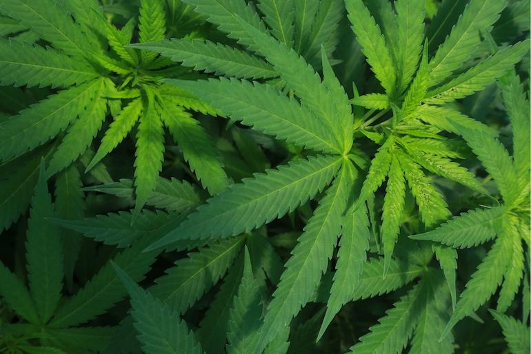Naisen kotona odotti kannabisviljelmä.