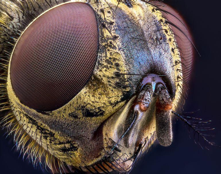 Amatööri XXX Video