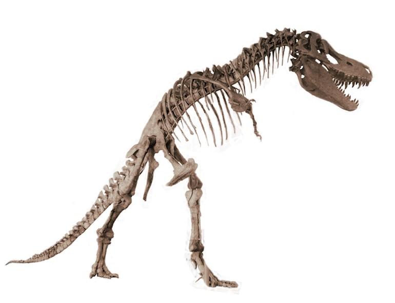 Tyrannosauruksen luuranko on säilynyt hyvin.