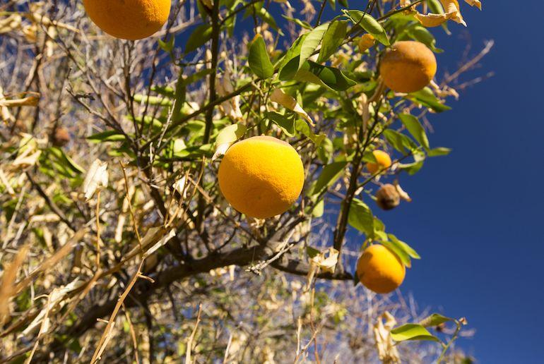 Appelsiinit kiinnostavat tutkijoita.