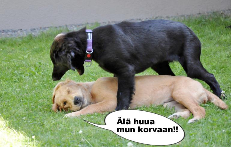 hauskat kuvat