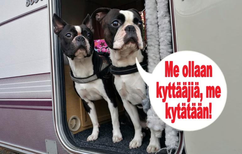 hauskat kuvat, kilpailu