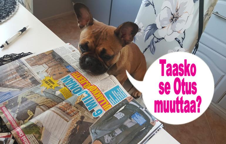 hauskat kuvat, koira