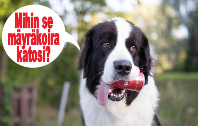 hauskat kuvat, koira