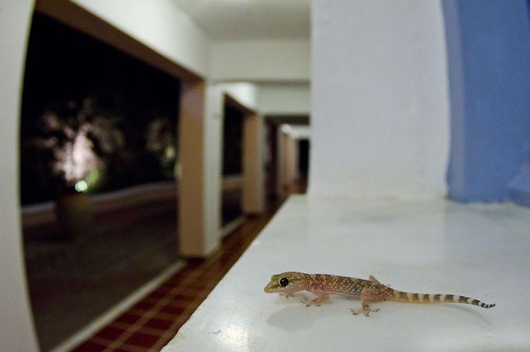 Gekko oli vastuussa pilapuheluista.