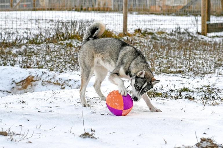 Messi-husky sai nimensä jalkapallotähden mukaan.