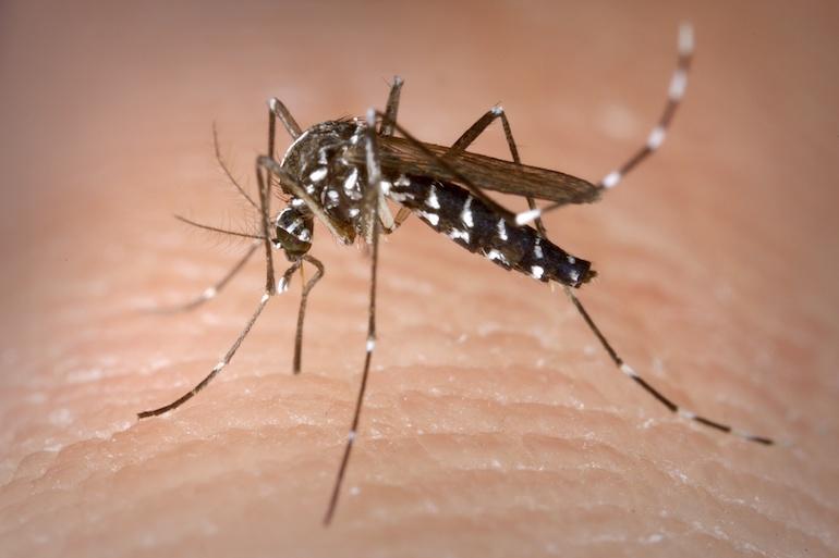 Zika leviää pääasiassa hyttysten kautta.