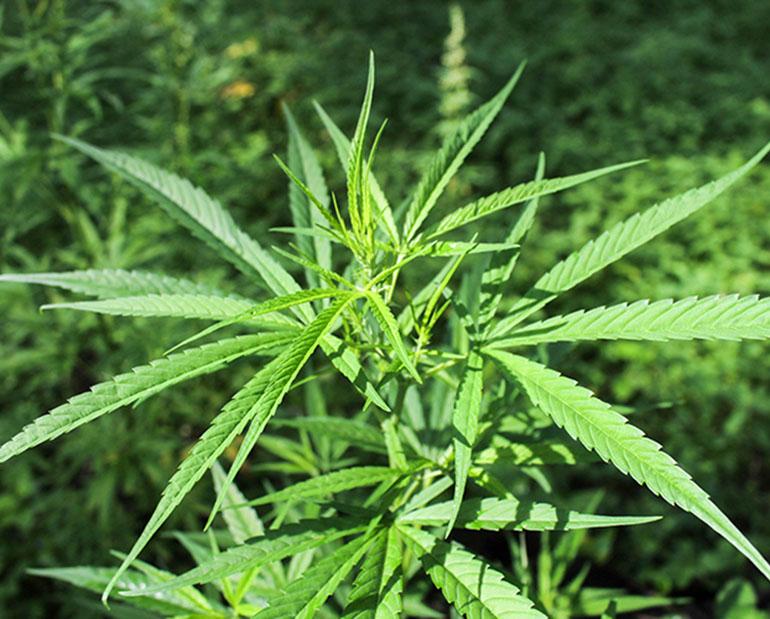 Juvalainen mies halusi kannabiksesta eroon erikoisella tavalla.