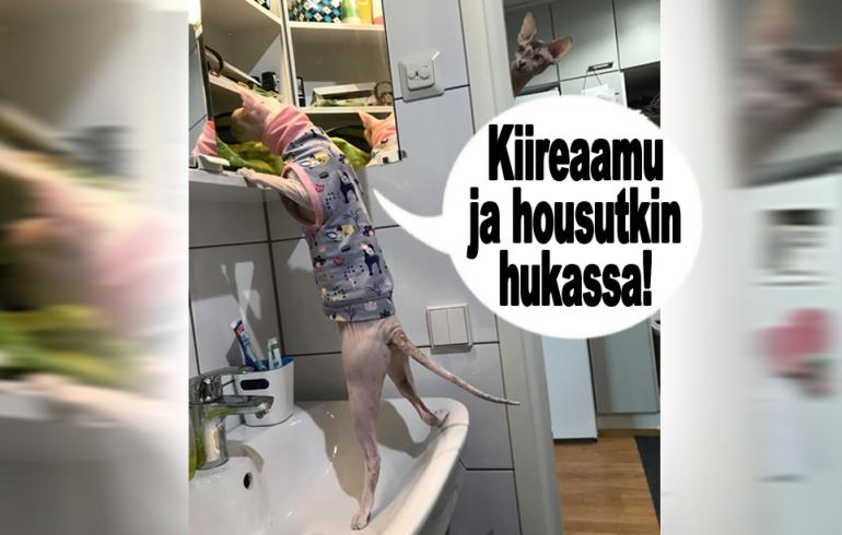 hauskat kuvat