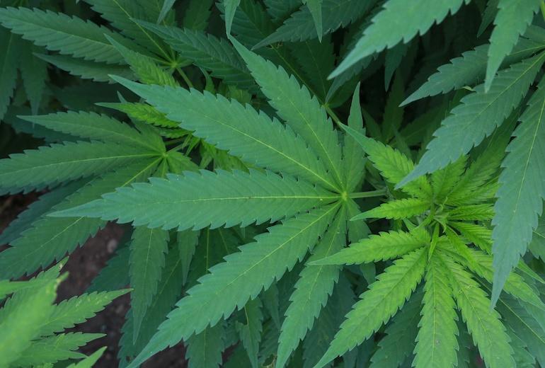 Kannabis voi olla apu yhdyntäkipuihin.