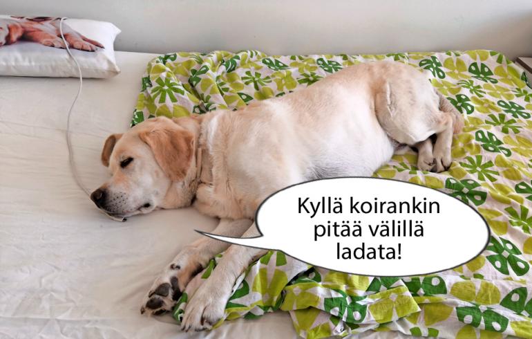 hauskat kuvat