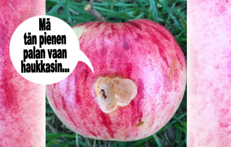 hauskat kuvat
