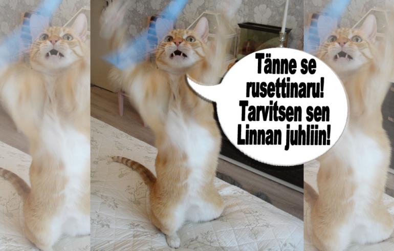 hauskat kuvat