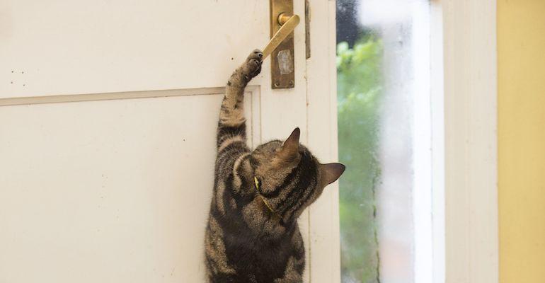 Kissa vapautti löytökodin kissat.