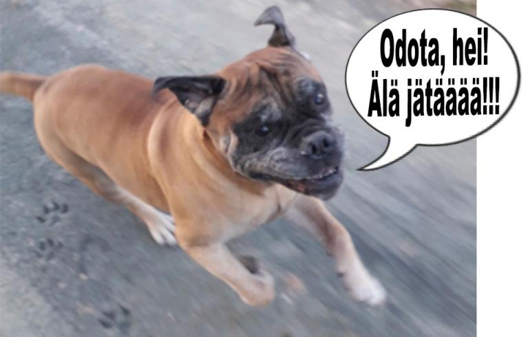 hauskat kuvat
