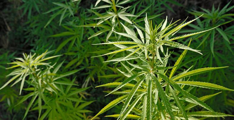 kannabis