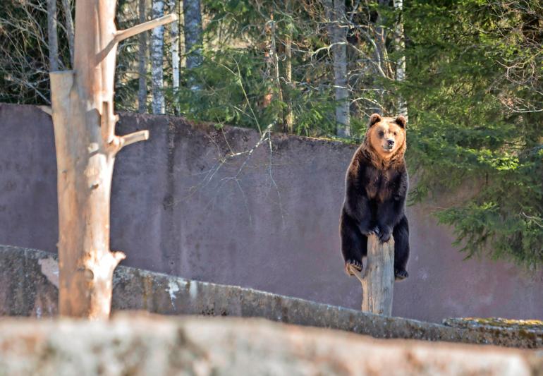 Yli 300-kiloinen isäkarhu Mörri kiipesi ketterästi puuhun.