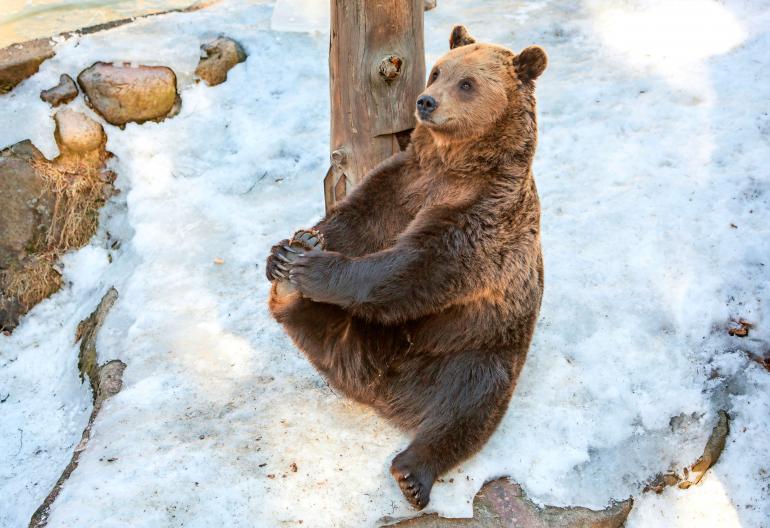 Ai että, kun tekee gutaa... Kuten kuvasta näkyy, karhukin osaa venytellä!