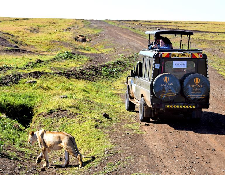 lomalla, matkalla, seiska, leijona