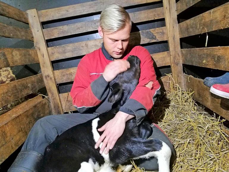 Aki Samuli oli todistamassa lehmänsä poikimista. Tässä kuvassa Akilla on sylissään vastasyntynyt Onni Aleksis Hipunpoika.