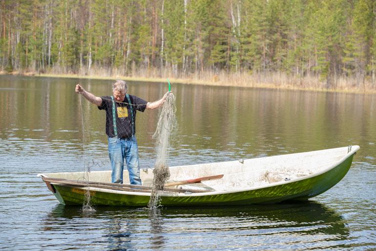 Matti käy Pyhävedellä tai Laihajärvellä nostamassa joka kevät ahvenia verkoilla. – Kudun jälkeen ahvenen selkäevän väritys on muuttunut ja kertoo sään.