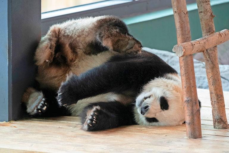 Pandat kierivät nukkuessaan kuin ihminen yöllä konsanaan.