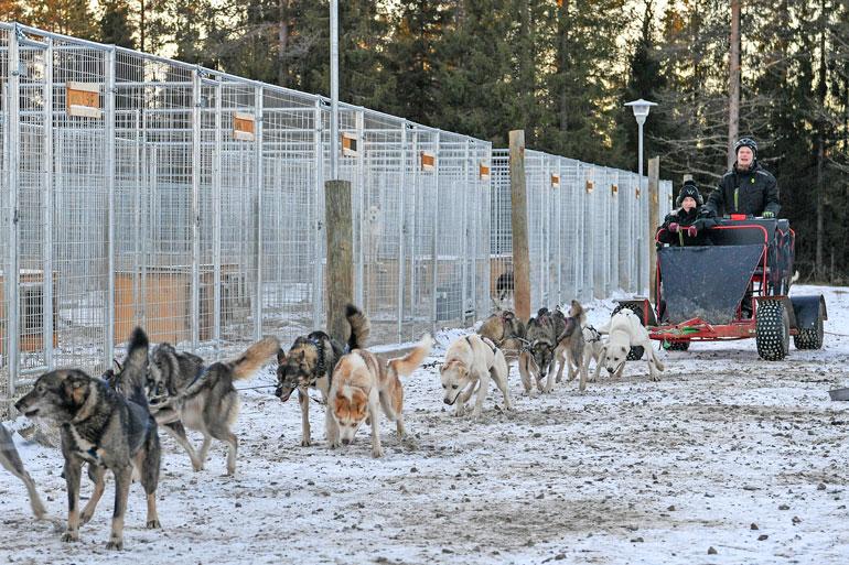 Koiravaljakkoalueilla voi kokea vauhdin hurmaa. Vähälumisten talvien ja kelien varalta löytyy kyytipeliksi myös kärry.