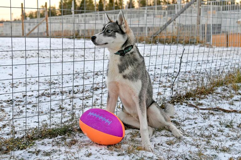 Messi on vasta kahdeksankuinen huskypentu.