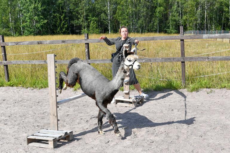 Seiskan reportteri pääsi testaamaan myös agilityä. Loistavan alun jälkeen tuli surkeampi loppu, kun Uula laittoi toisen vaihteen silmään.