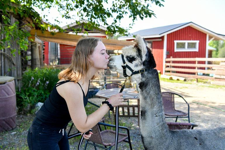 Alpakka agility -kisat on suomalaisten harrastus. – Olen kuullut, että Ruotsissa olisi jotain kisoja, mutta tämä ei ole koko maailman harrastus, tilan tuleva omistaja Jessika kertoo.