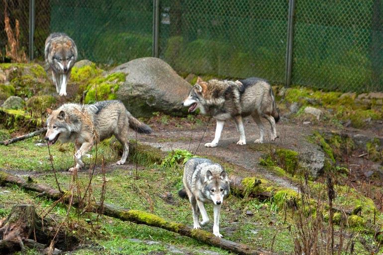 Tässä ovat Ähtärin sudet: Mosse, Leonard, Lennart, Leopold ja Lynette. Viimeksi mainittu on lauman ainoa naaras.