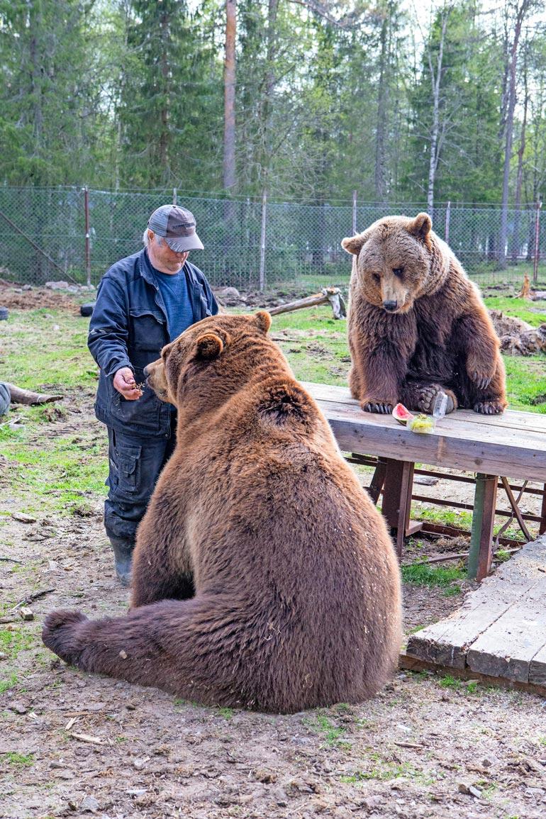 – Juuso on ylivoimaisesti muita karhuja älykkäämpi. Se kaipaa seuraani jatkuvasti. Joskus se on mustasukkainen, kun joku muu saa huomioni.