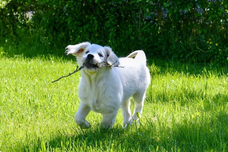 Riehakas Popi telmii pihamaalla niin kuin koiranpentujen kuuluukin. – Sen kynnet ovat aika terävät, osumia tulee, Anniina nauraa.