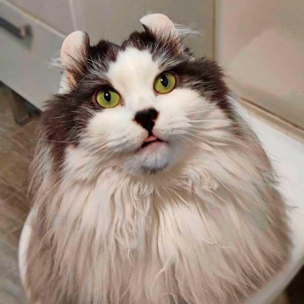 Mikko