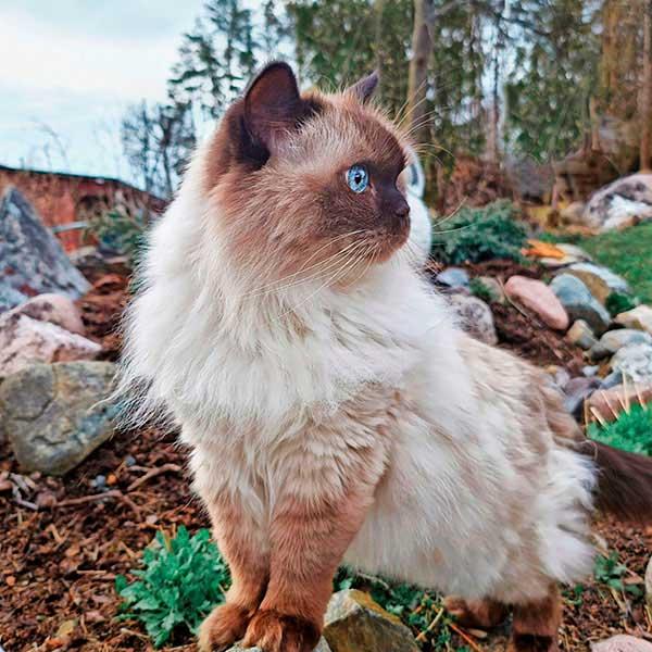 Oliver