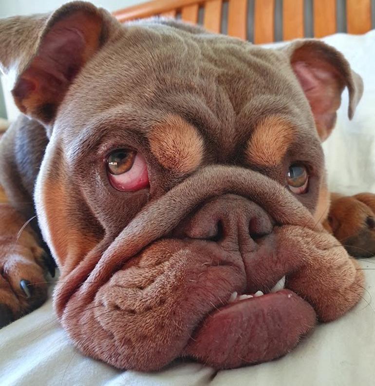 Bulldog (Tuna)